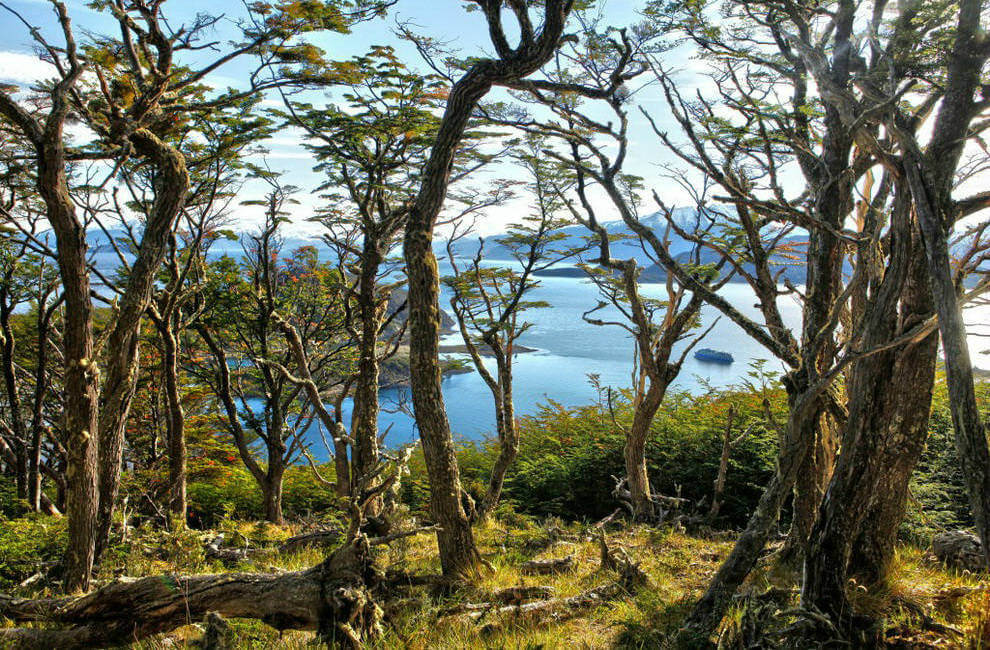 croisere australis vu depuis la forêt du canal Beagle
