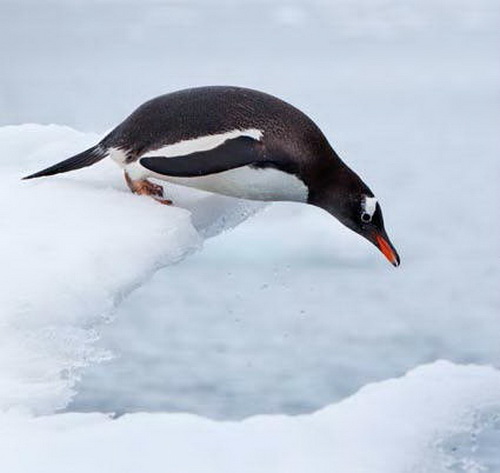 manchot papou le bec en avant pour se jeter dans l'eau