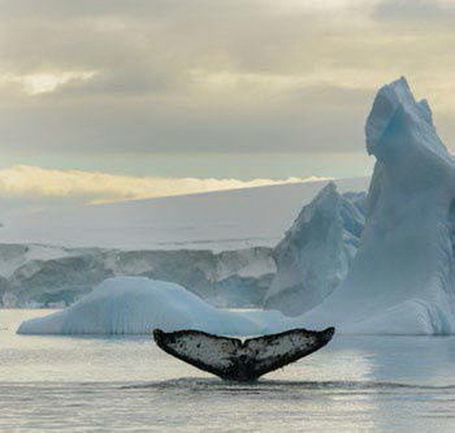la queue d'une baleine à bosse sort de l'eau près d'un iceberg