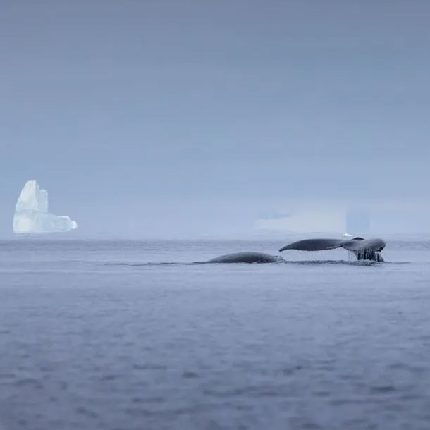 baleines au cercle polaire entre les iceberg