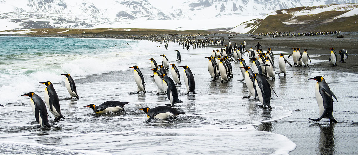 des manchots royaux sur la plage se jettent dans l'eau