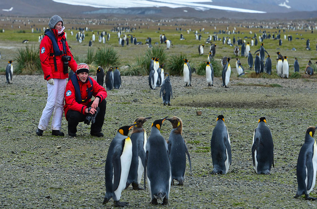 2 passagers accroupis observent un groupe de manchot royal