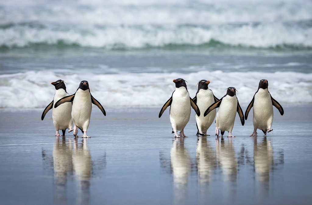 des grfous doré sortent de l'eau et marchent sur le sable