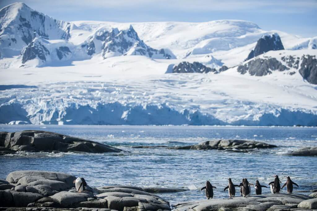 manchots en péninsuole natarctique