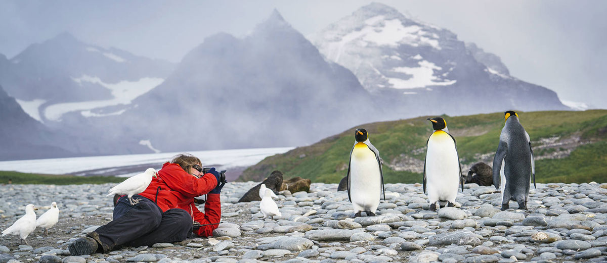 un photographe allongé pour prendre un couple de manchots royal