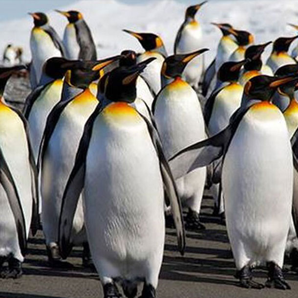 un groupe de manchot royal à la plage