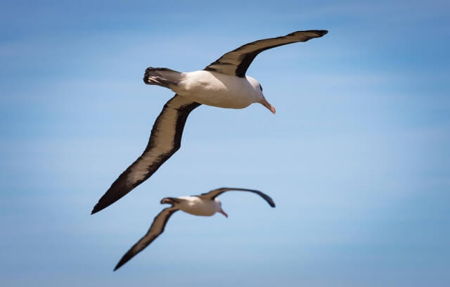 albatros antarctique