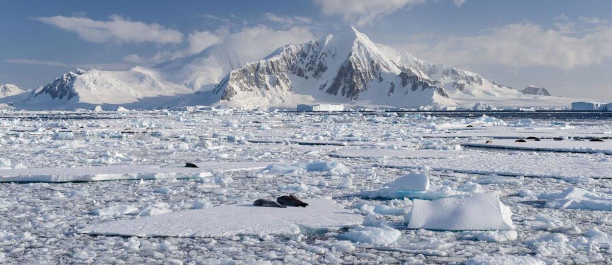 des phoques sur un iceberg dans une mer de glace au cercle polaire