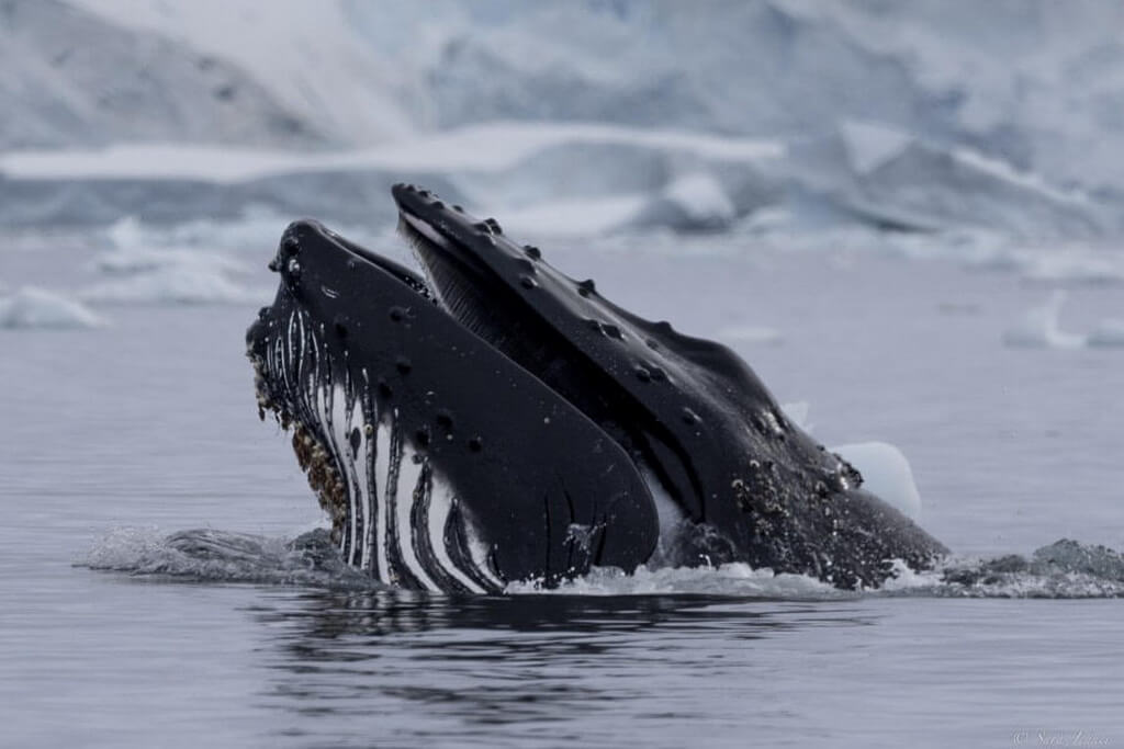 une baleine à bosse sort latête hors de l'eau
