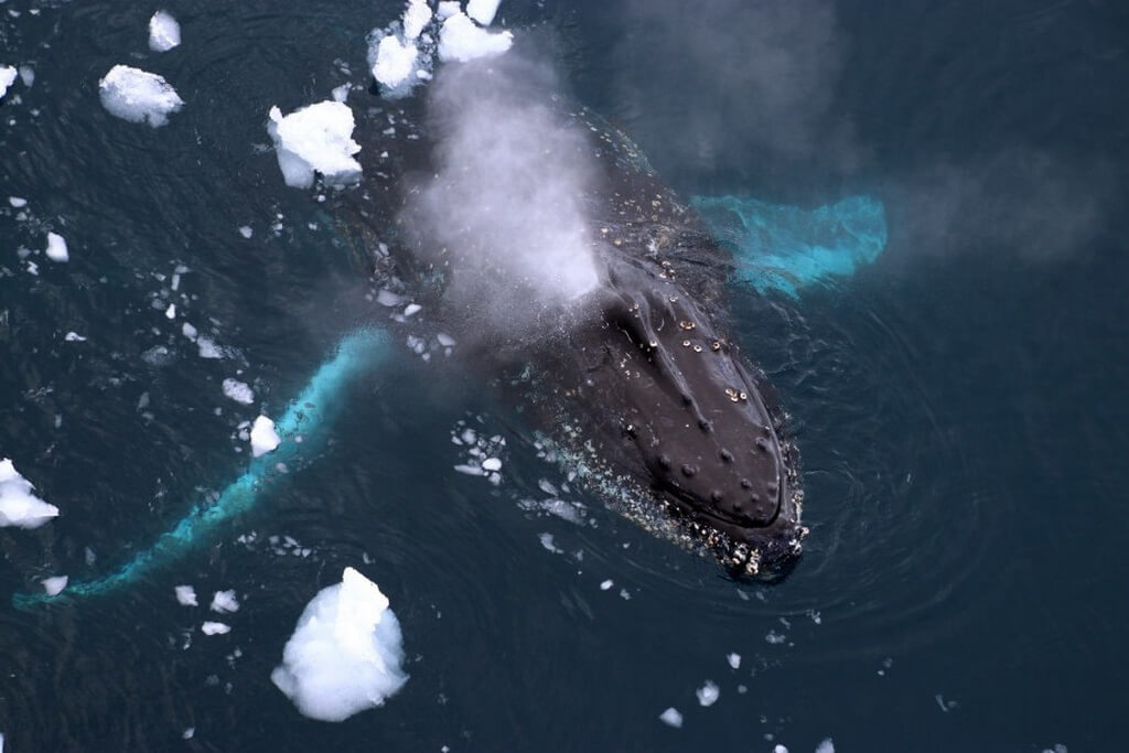 une baleine à bosee vu d'en haut depuis le bateau