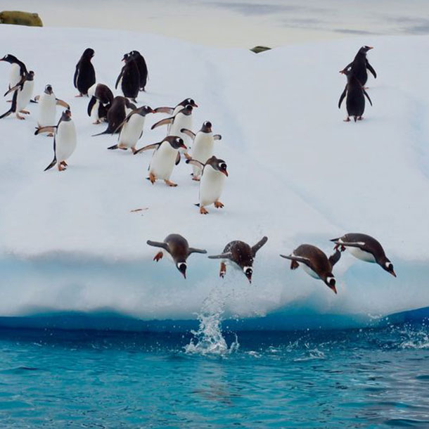 des manchots plongent dans l'eau depuis un iceberg