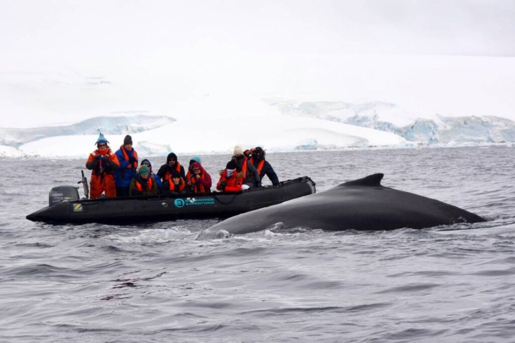 une baleine apparait devant un zodiac