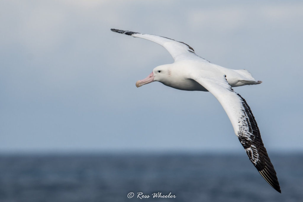 un albatros hurleur en vol plané