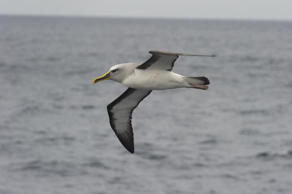 albatros tête grise