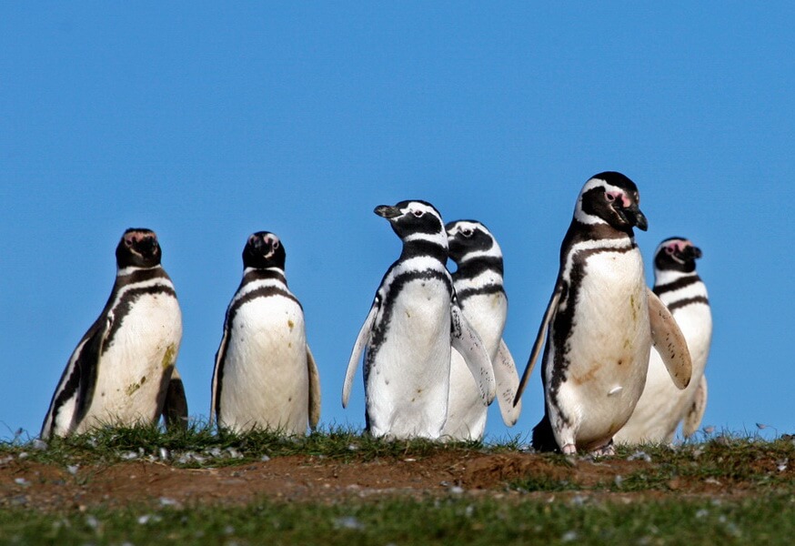 un groupe de manchots de Magellan sur le fond bleu du ciel