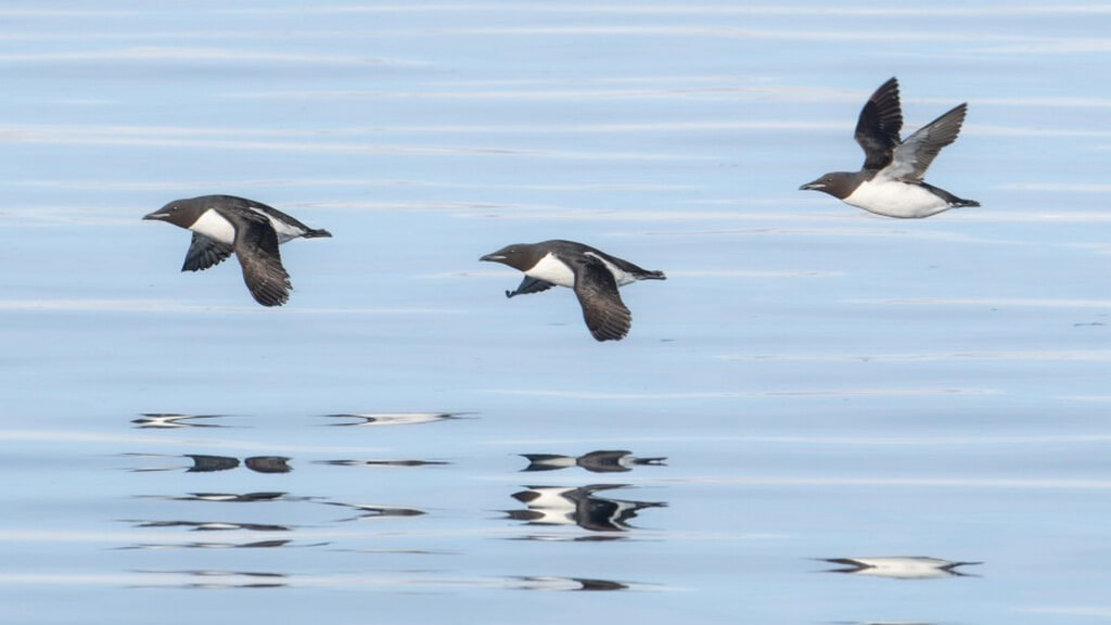les oiseaux volent au dessus de l'eau