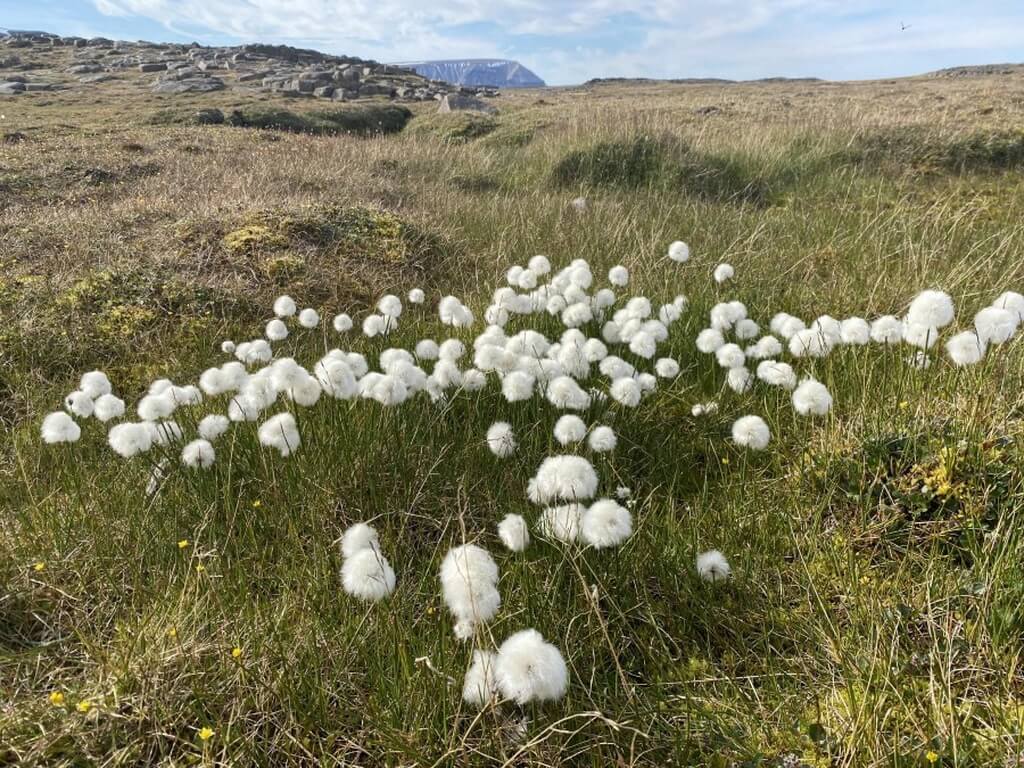 champs de fleurs blanches Ligrainette en arctique