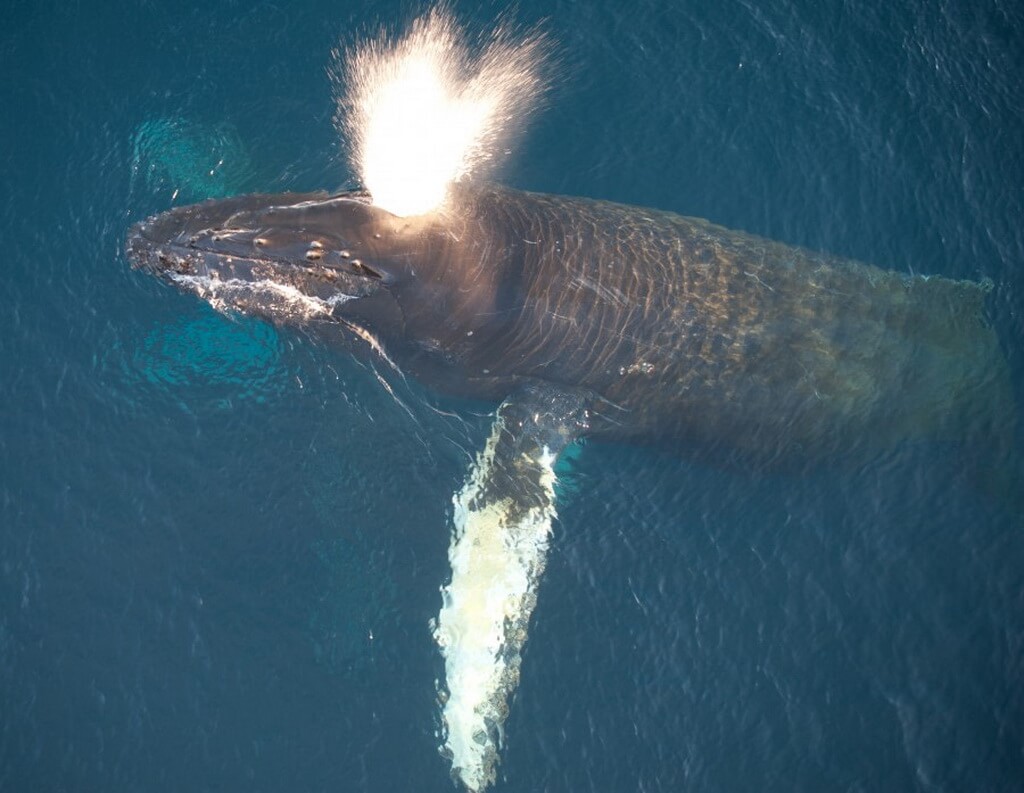 vue aérienne d'une baleine à bosse qui souffle