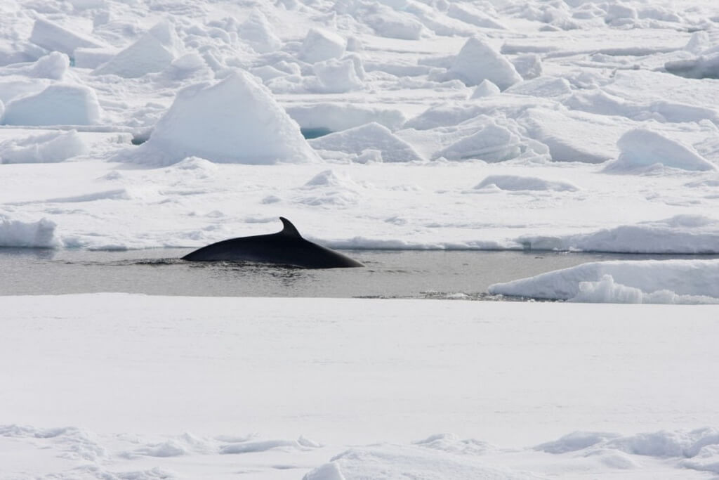 le dos d'une baleine de minke apparait hors de l'eau entouré de glace