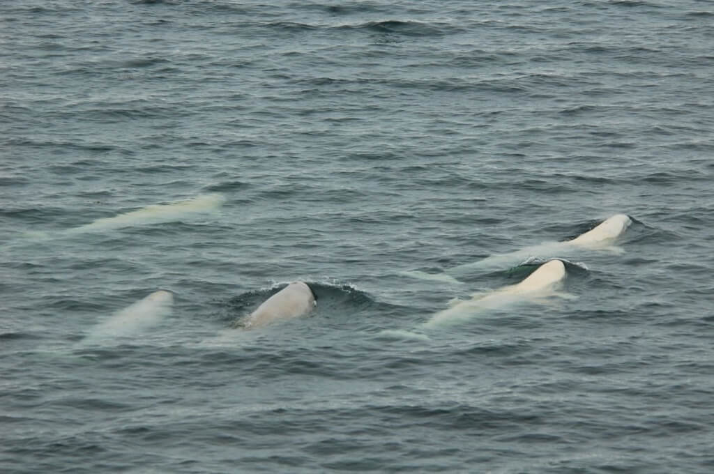 un troupeau de beluga en train de nager dans l'eau