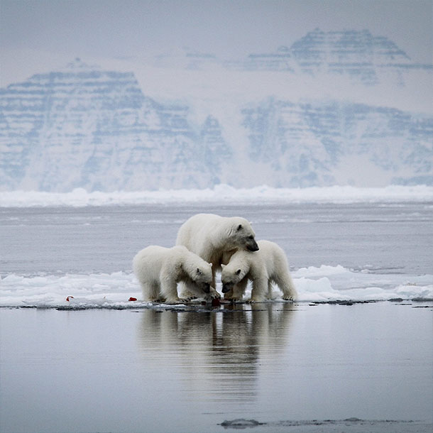 Ours polaires sur la glace