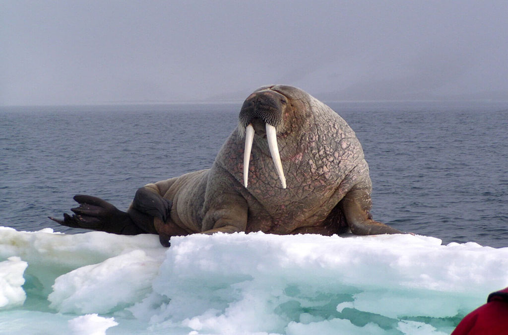 un morse allongé sur un iceberg pose pour les photographes