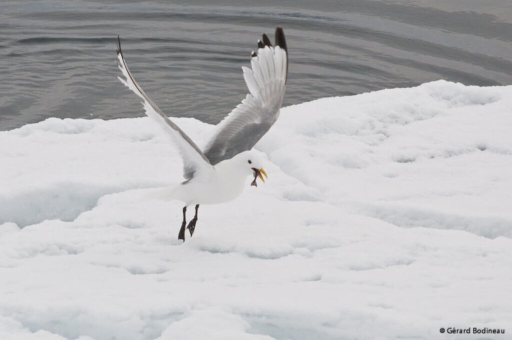 une Mouette Tridactyle décolle de la glace avec un petit poisson dans le bec