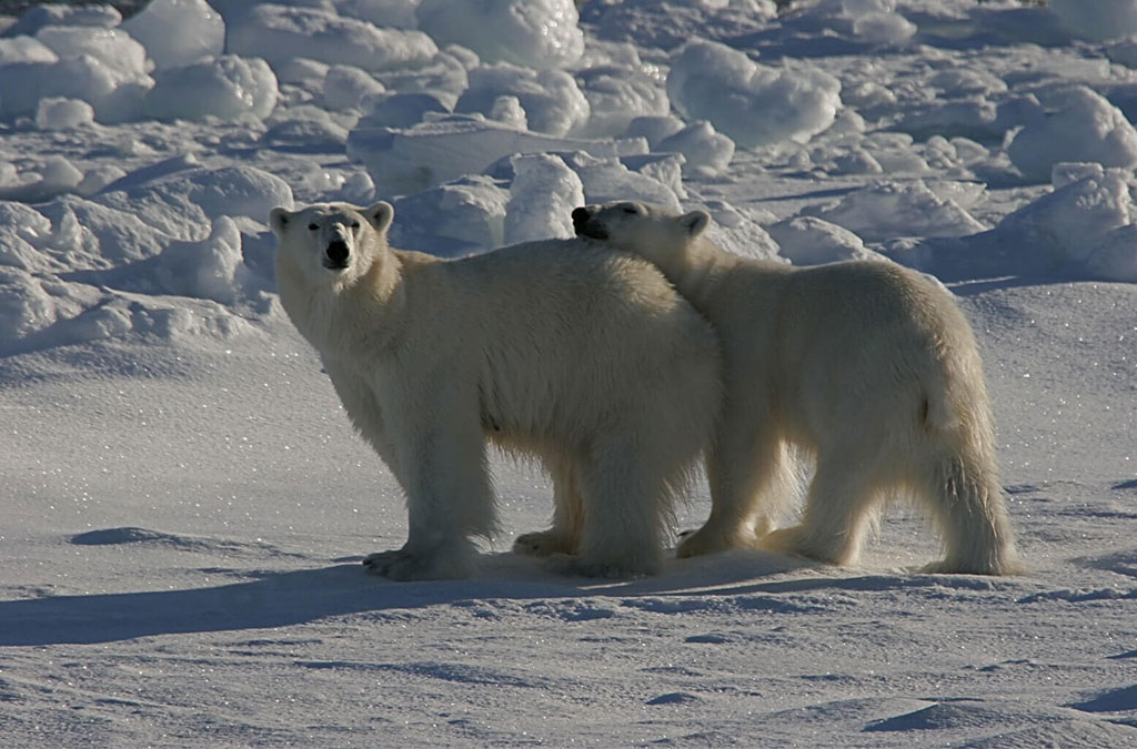 2 ours polaire adultes regardent vers le photographe