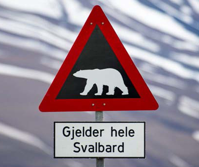 panneau de signalisation attention ours polaire