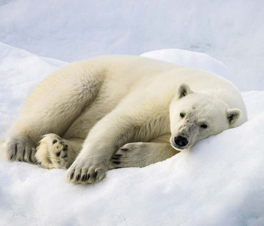 oiyrs polaire couché sur la glace