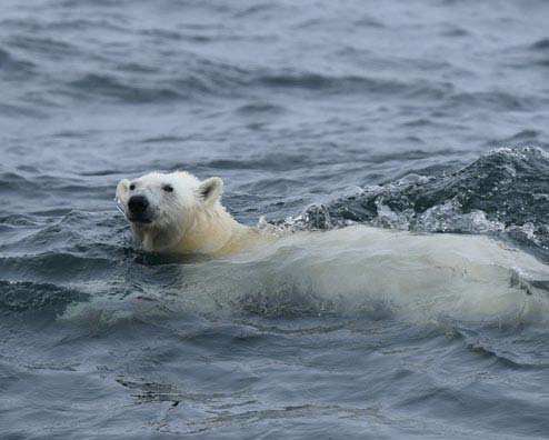 ours blanc qui nage dans la mer