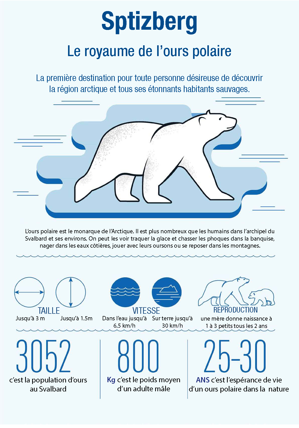 infographie sur l'ours blanc polaire