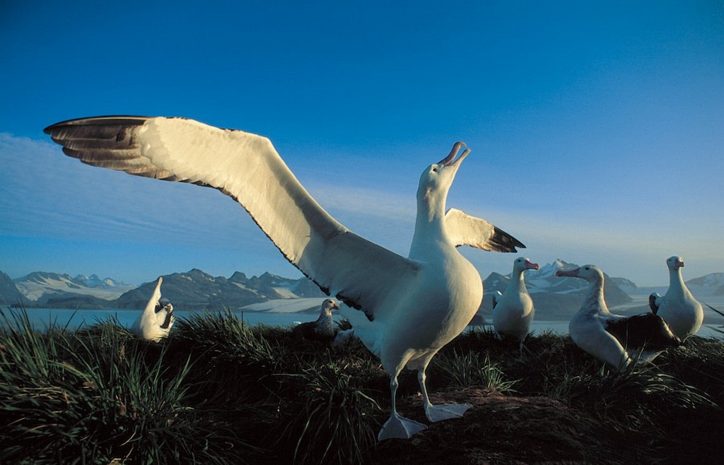 albatros hurleur debout  ailes déployé