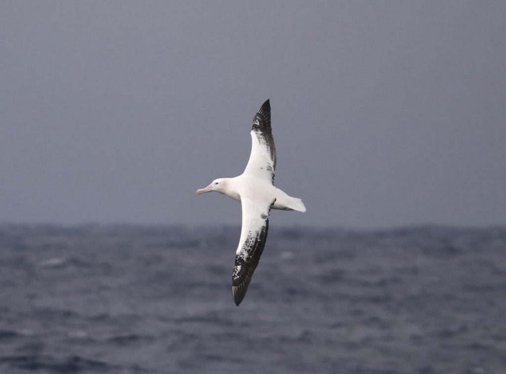 grand albatros en vol