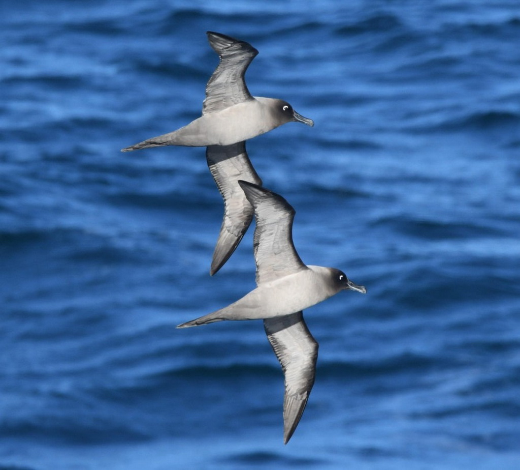 couple d'albatros brun