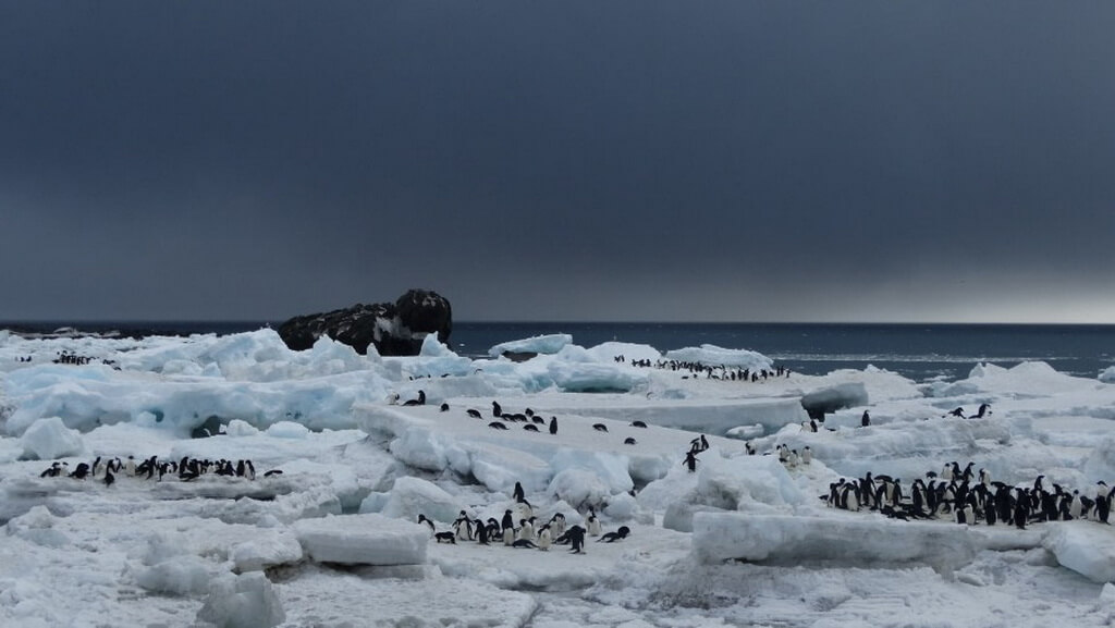 manchots sur la glace aux iles sandwich