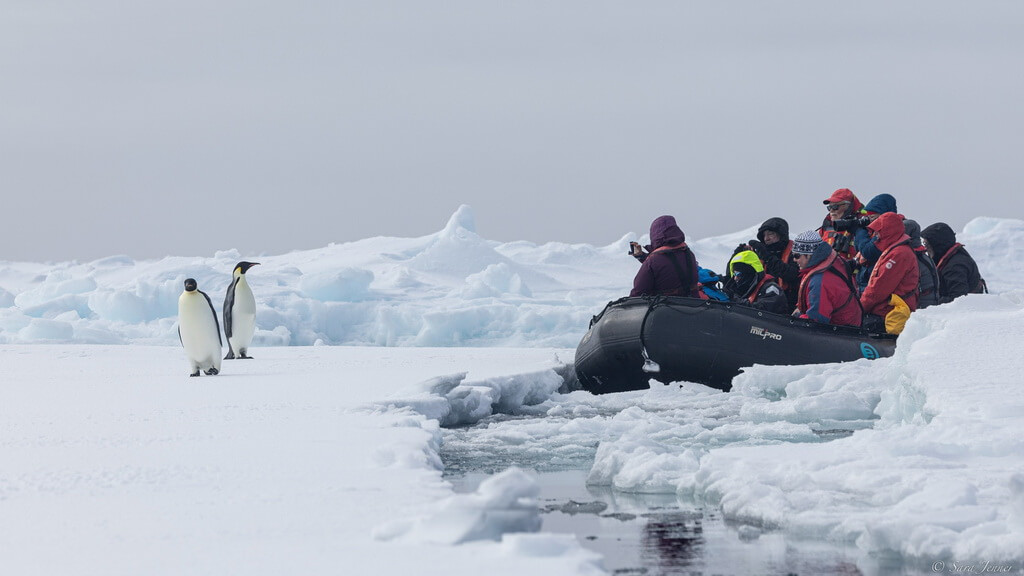 un manchot empereur regarde des passager d'un zodiac tout près