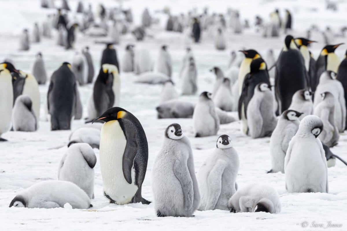 manchot Empereur avec les oisillons sur snow Hill