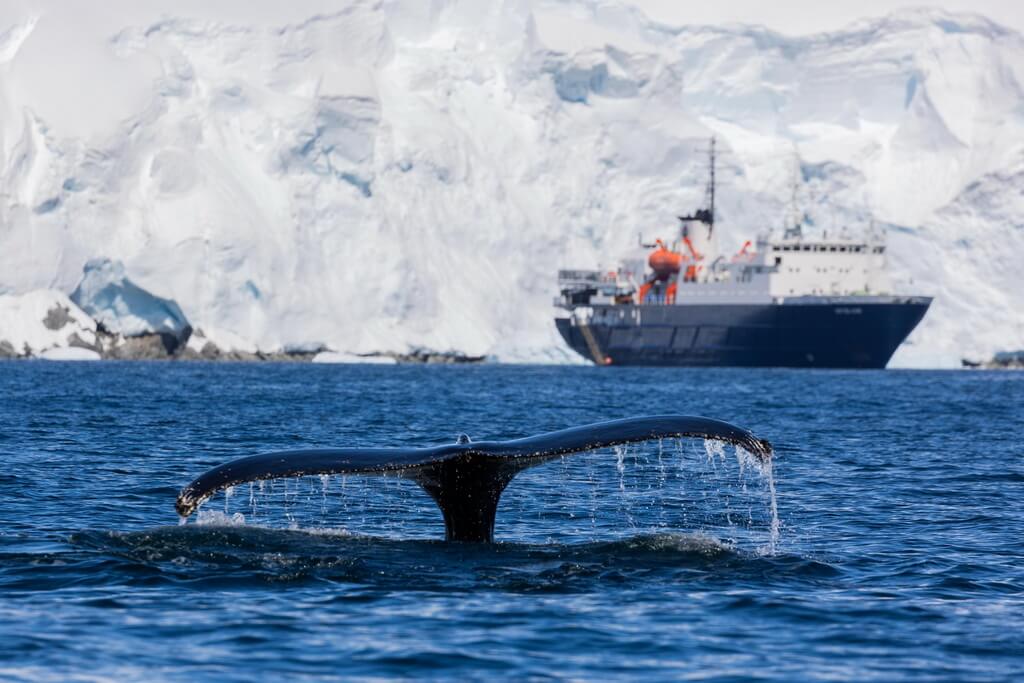 une baleine montre sa queue