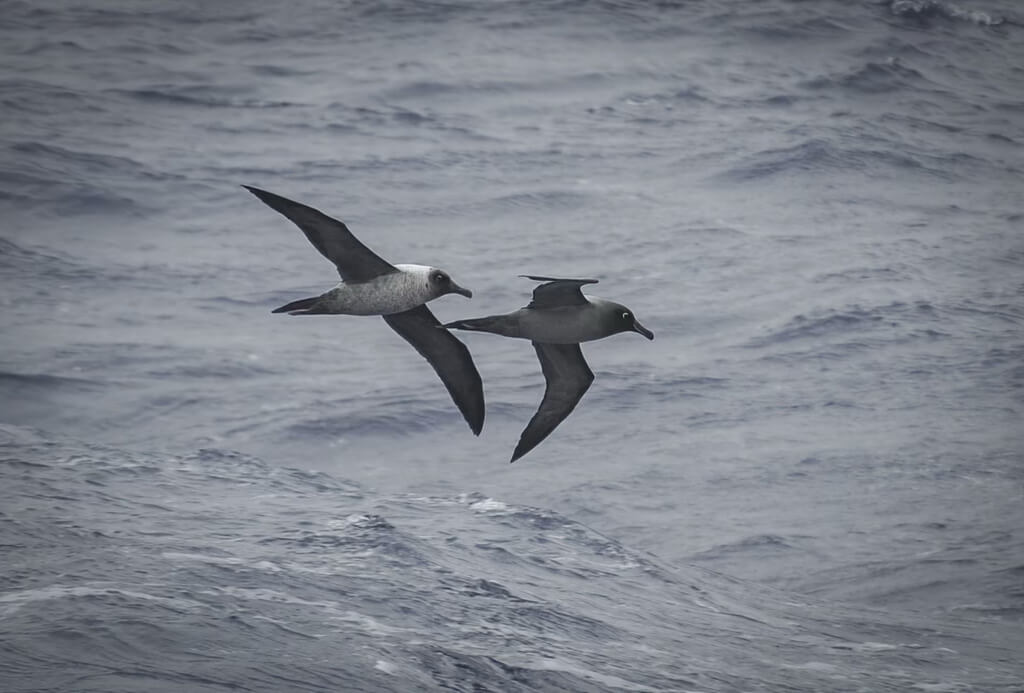 2 albatros fuligineux survolant les vagues