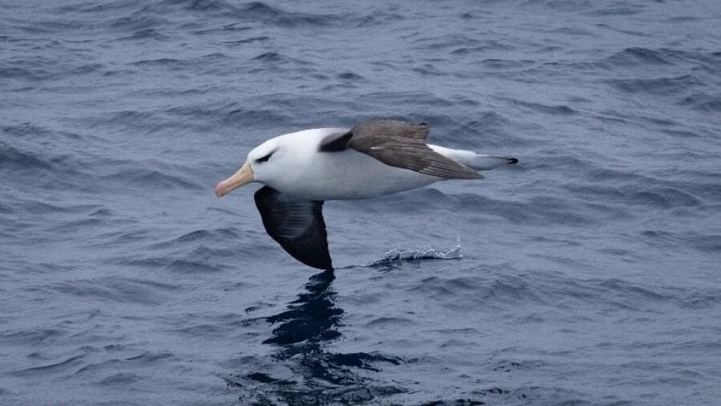 albatros vol