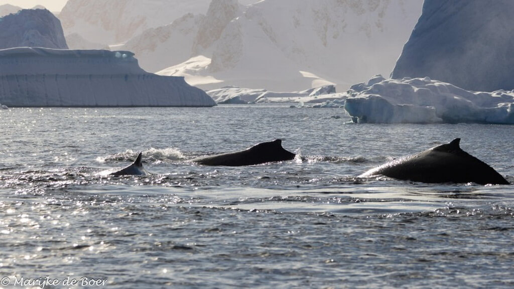 baleine antarctique 5