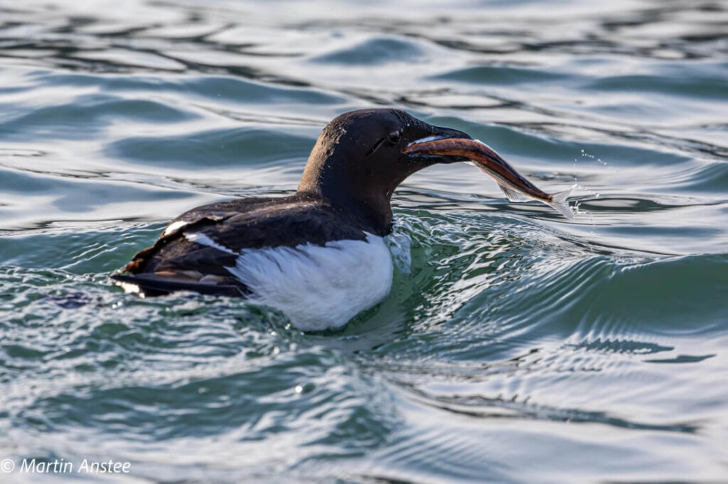 oiseau avec un poisson dans le bec