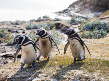 3 manchots de MAgellan marchent sur l"herbe